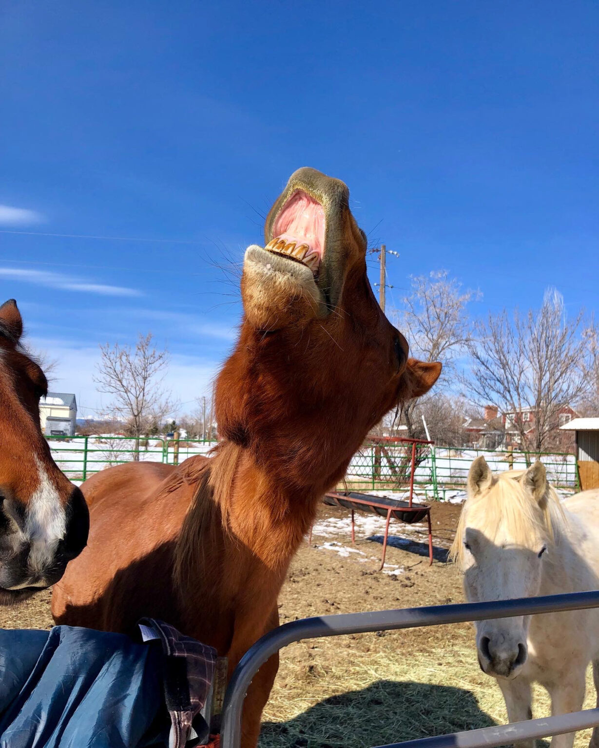 Welcome To Allegiance Ranch Allegiance Ranch And Equine Rescue